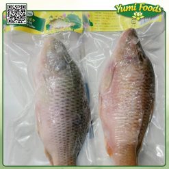 CÁ CHÉP - YUMI