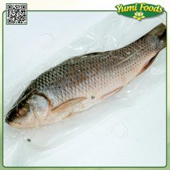 CÁ CHÉP - YUMI