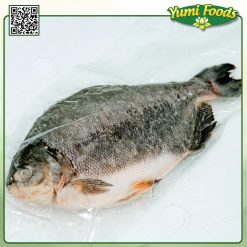 CÁ CHỊM - YUMI