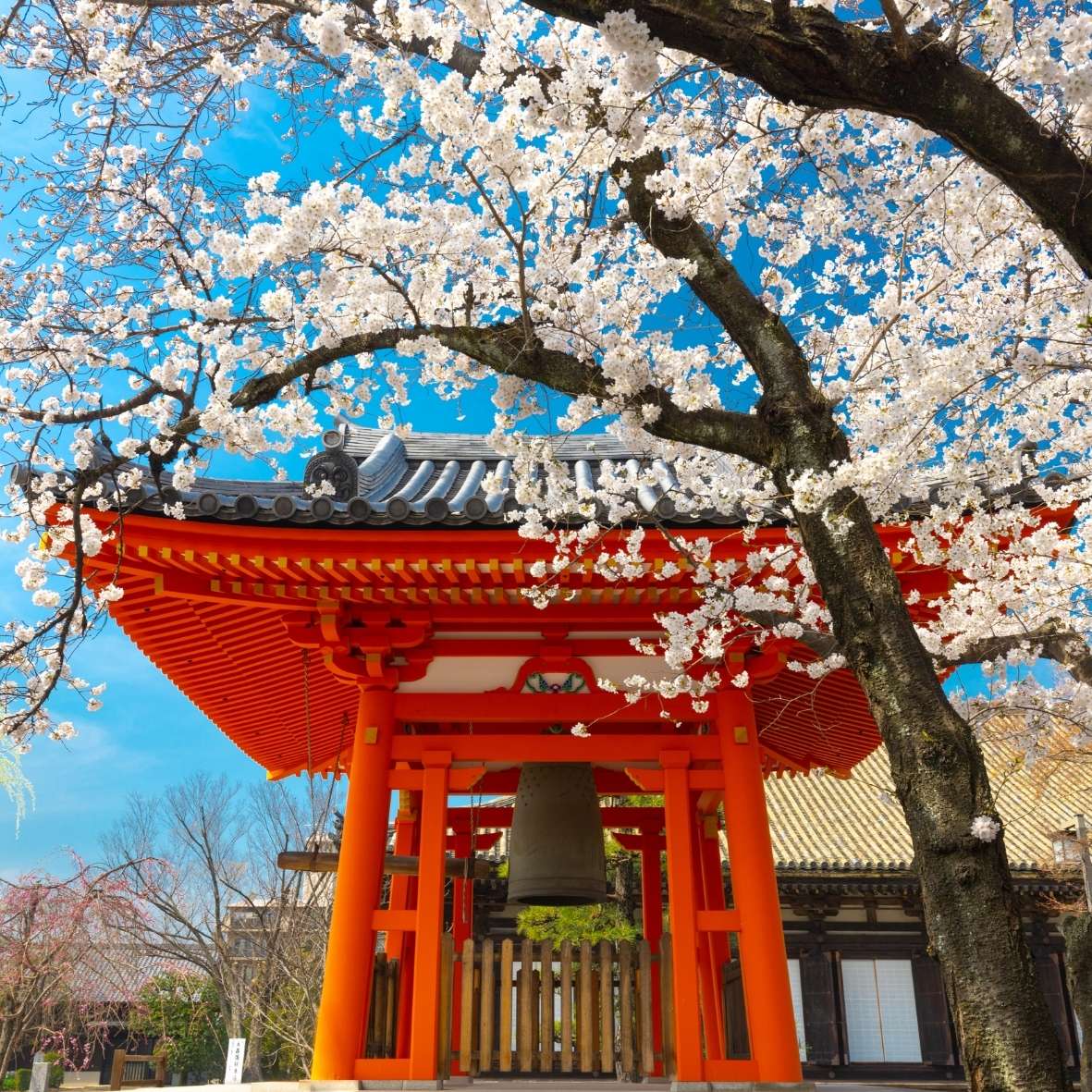 Mùa du lịch Nhật Bản, Tokyo, Osaka, Kyoto, mùa nào đẹp nhất, kinh nghiệm du lịch, điểm đến Nhật Bản, Nhật bản mùa xuân