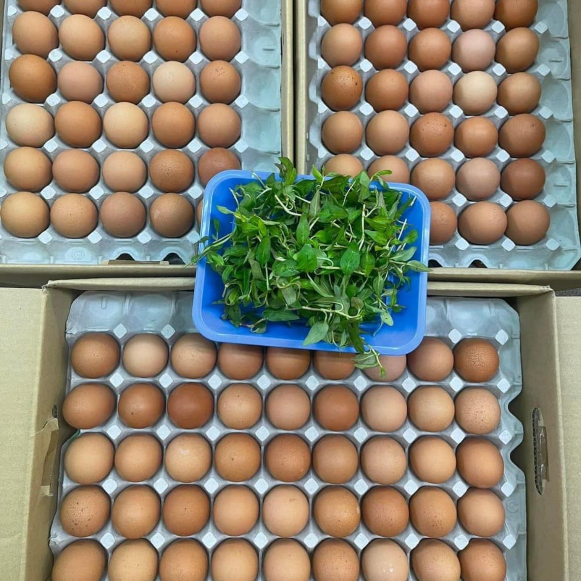 yumifoods có bán trứng lộn không, yumifoods có ship trứng không, mua trứng lộn ở đâu, trứng lộn ở osaka, trứng lộn ở nhật bản, Trứng lộn