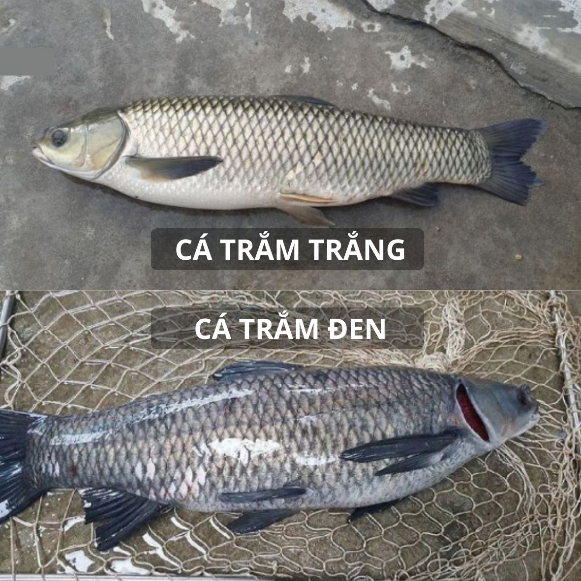 cá trắm trắng, cá trắm đen, phân biệt trắm đen và trắm trắng, cá trắm ở nhật, mua cá trắm ở đâu osaka, cá trắm ngon, cá trắm giá rẻ
