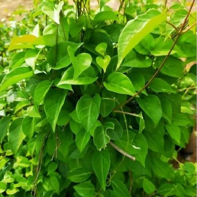 Mách bạn địa chỉ mua lá giang đông lạnh chất lượng ở Nhật Bản