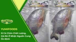 Sỉ Cá Chim Chất Lượng, Giá Rẻ Ở Nhật Nguồn Cung Ổn Định