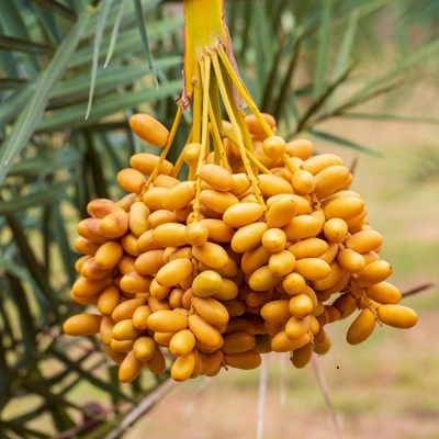 Quả Chà Là Có Tác Dụng Gì_ 7 Công Dụng Vàng Cho Sức Khỏe Ít Ai Biết (2)