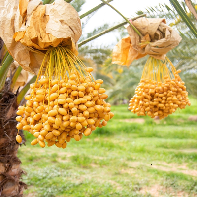 Quả Chà Là Có Tác Dụng Gì_ 7 Công Dụng Vàng Cho Sức Khỏe Ít Ai Biết (2)